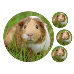 Guinea Pig - Edible cake topper