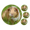 Guinea Pig - Edible cake topper