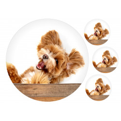 Dog Maltipoo - Edible cake topper