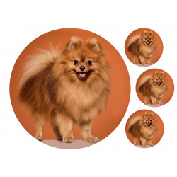 Dog Cute Spitz - Edible cake topper