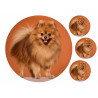 Dog Cute Spitz - Edible cake topper