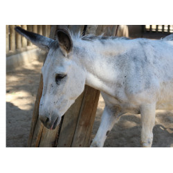 White wild burro - Edible cake topper