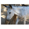 White wild burro - Edible cake topper