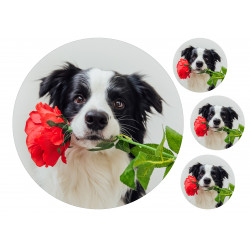 Dog Border Collie - Edible cake topper