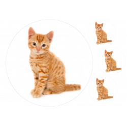 Ginger Cat Posing - Edible cake topper