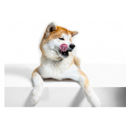 Dog Akita Inu Mlem - Edible cake topper