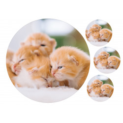 Cats Ginger Kittens - Edible cake topper