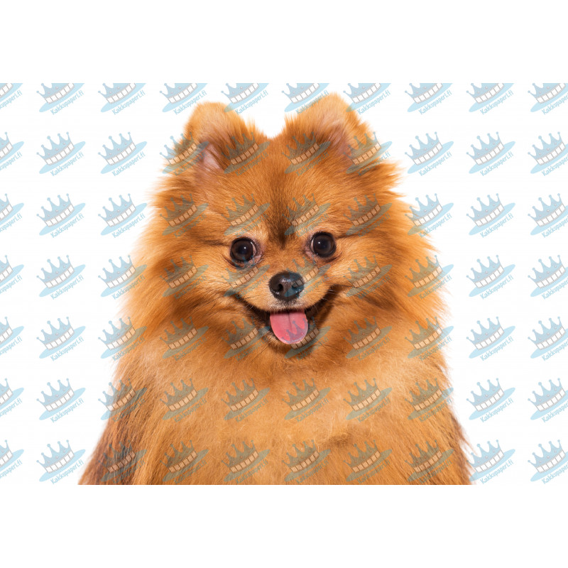 Dog Cute Spitz Face - Edible cake topper