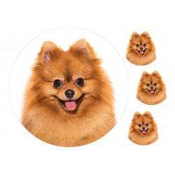 Dog Cute Spitz Face - Edible cake topper