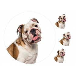 Dog English Bulldog - Edible cake topper