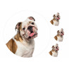 Dog English Bulldog - Edible cake topper