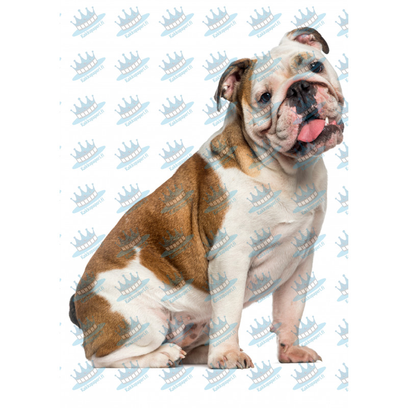 Dog English Bulldog - Edible cake topper