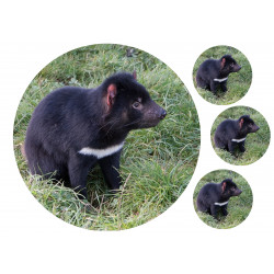 Tasmanian Devil - Edible cake topper