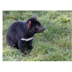 Tasmanian Devil - Edible cake topper