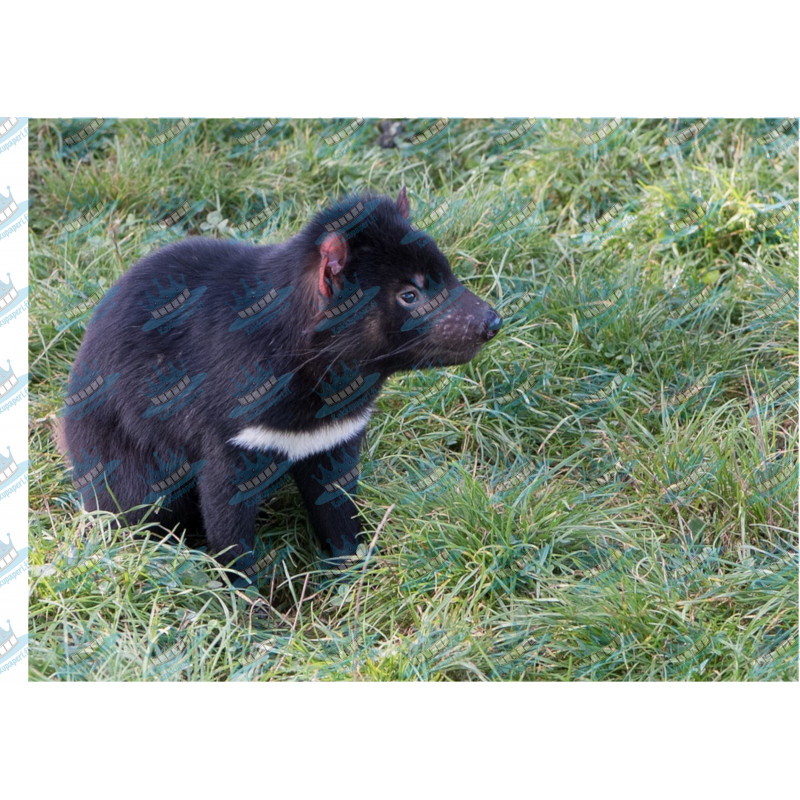 Tasmanian Devil - Edible cake topper