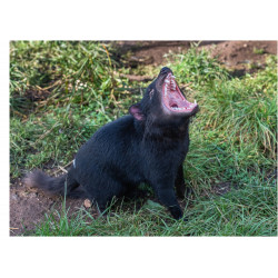 Tasmanian Devil roar - Edible cake topper