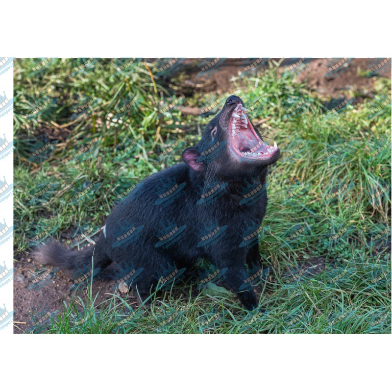 Tasmanian Devil roar - Edible cake topper