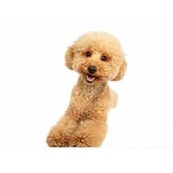 Dog Puppy Of Maltipoo - Edible cake topper