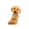 Dog Puppy Of Maltipoo - Edible cake topper