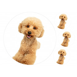 Dog Puppy Of Maltipoo - Edible cake topper