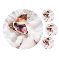 Dog Jack Russell In Bed - Edible cake topper