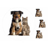 Pets Dog and Cat Posing - Edible cake topper