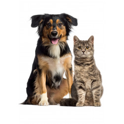 Pets Dog and Cat Posing - Edible cake topper