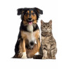 Pets Dog and Cat Posing - Edible cake topper