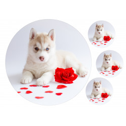 Dog Siberian Husky Puppy - Edible cake topper