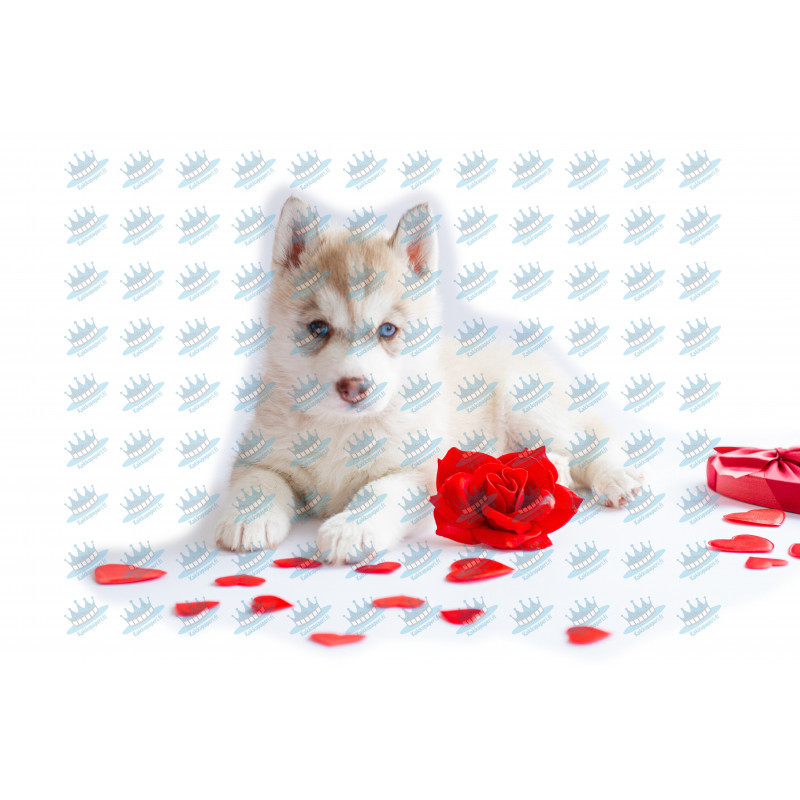 Dog Siberian Husky Puppy - Edible cake topper