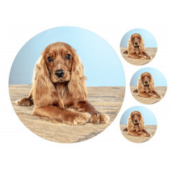 Dog English Cocker Spaniel - Edible cake topper