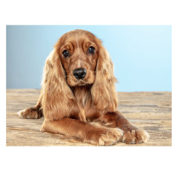 Hundbild Cocker spaniel - En ätbar tårtbild för en kaka