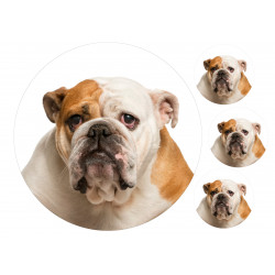 Dog English Bulldog Portrait - Edible cake topper