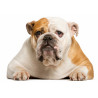 Dog English Bulldog Portrait - Edible cake topper