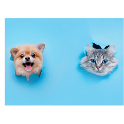 Pets Dog and Cat Through Wall - Edible cake topper