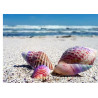 Seashells on the beach - edible cake topper