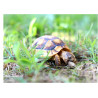 Robert the Turtle - Edible cake topper