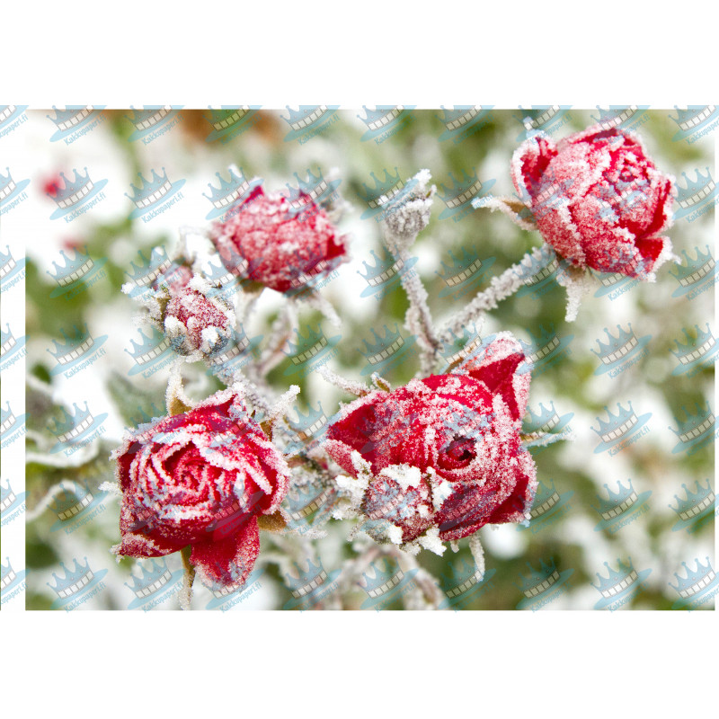 Frozen roses - edible cake topper