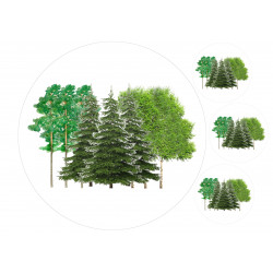 Types of trees - edible cake topper