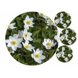 Wood anemone - edible cake topper