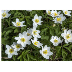 Wood anemone - edible cake topper