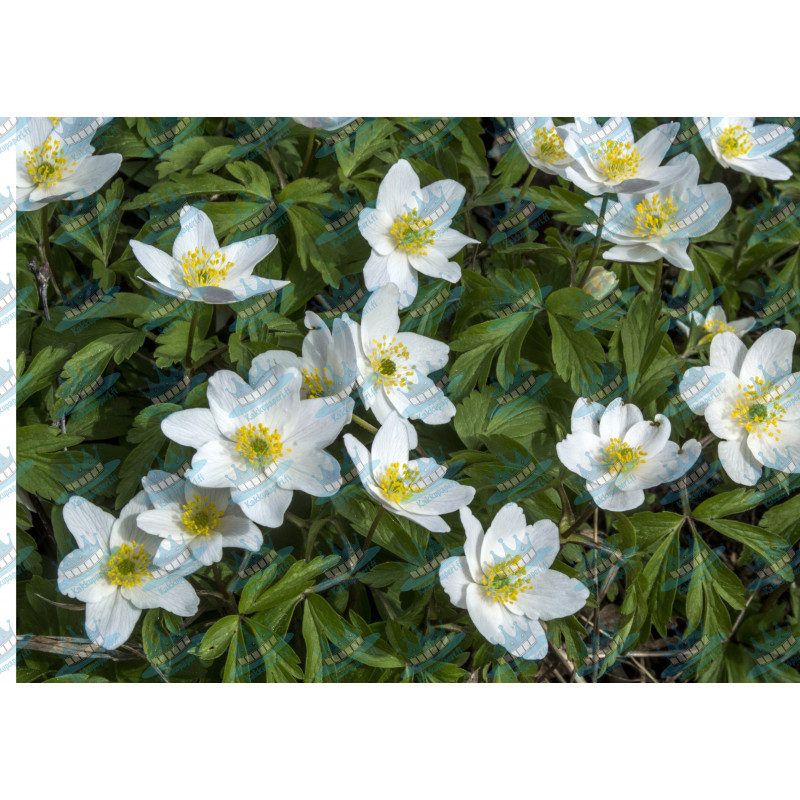 Wood anemone - edible cake topper