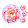 A pink rose for you - Edible cake topper