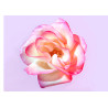 A pink rose for you - Edible cake topper