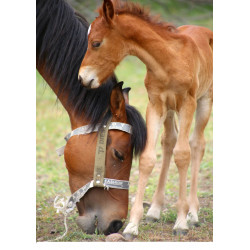 A Horse eating grass - Edible cake topper