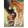 A Horse eating grass - Edible cake topper