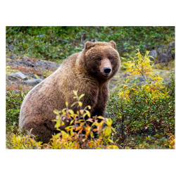 Bear - Edible cake topper