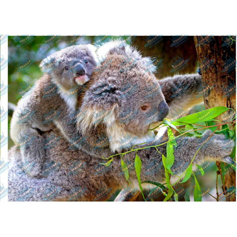 Koala - Edible cake topper