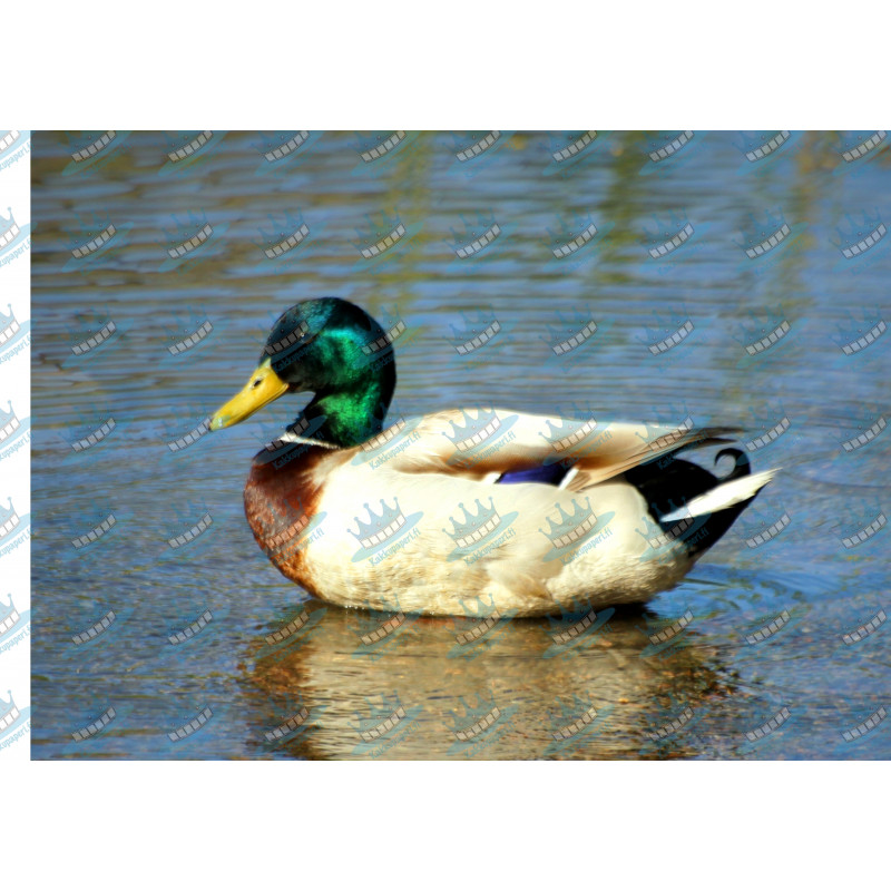 Mallard - Edible cake topper