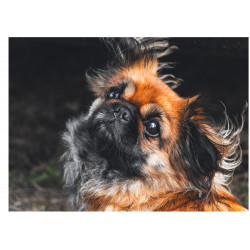 Dog - Pekingese - Edible cake topper